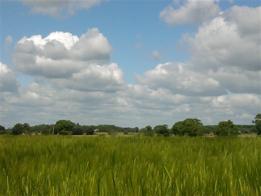 farmland views